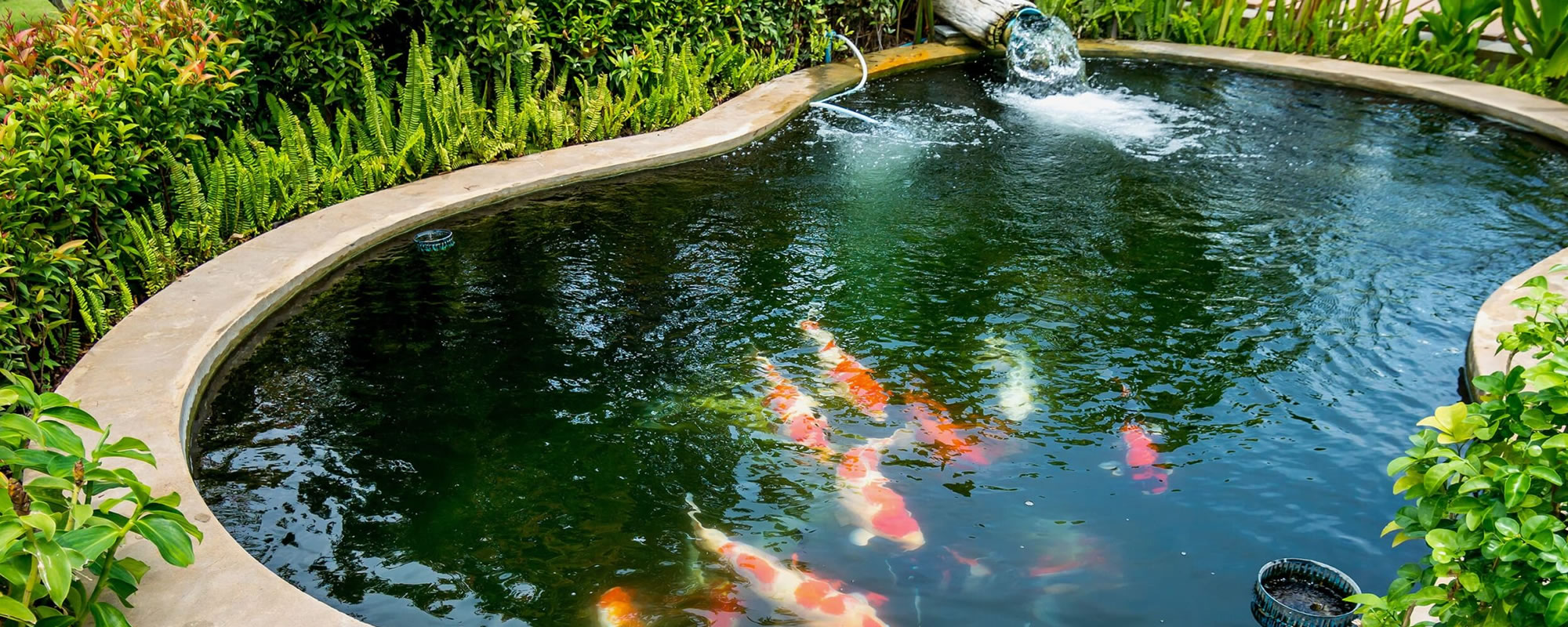 KOI POND